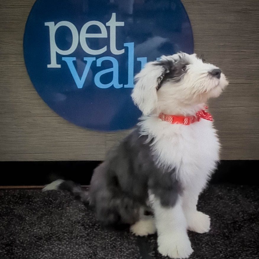 Reels: Pet Valu